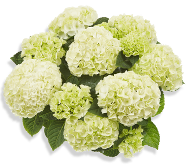 Гортензия крупнолистная (Macrophylla) Saxon Bright White 6 шт.