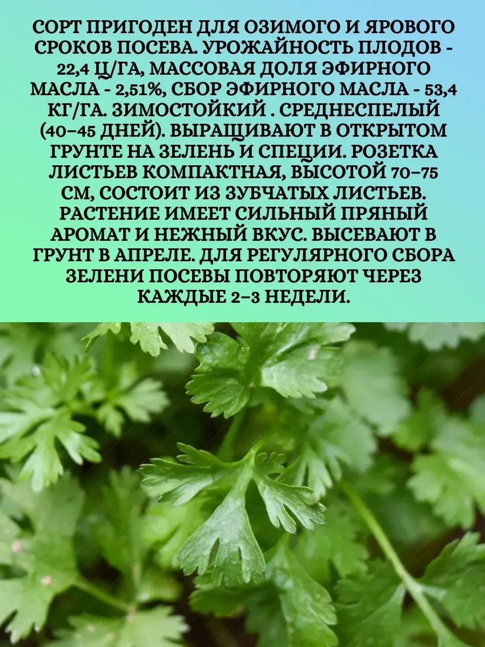 Семена Кориандр (кинза) МЕДУН 50 грамм