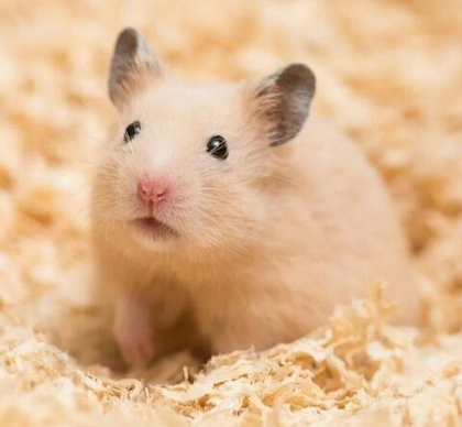 Хомяк сирийский