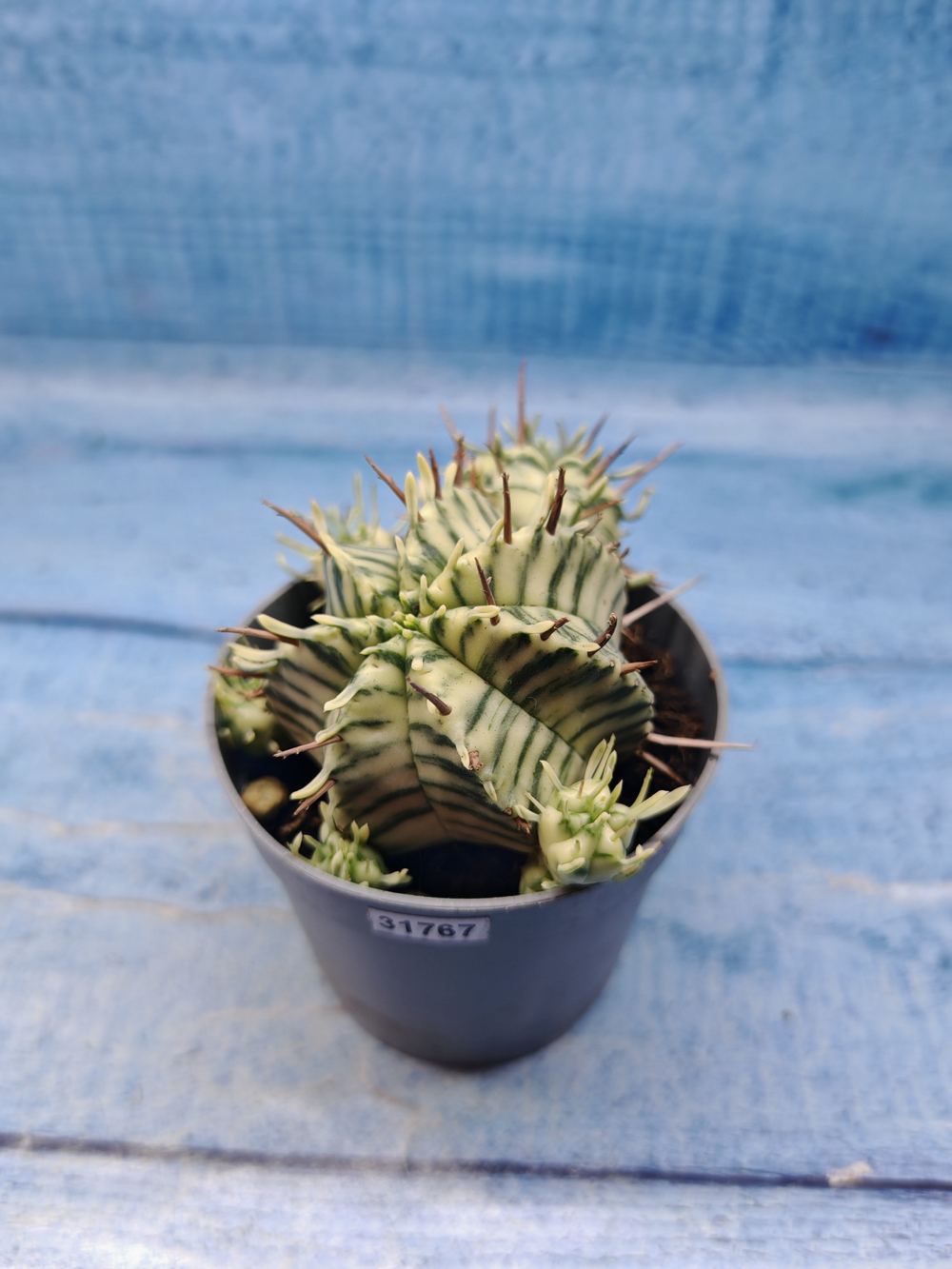 Euphorbia meloformis f. Variegated (Эуфорбия вариегатная)