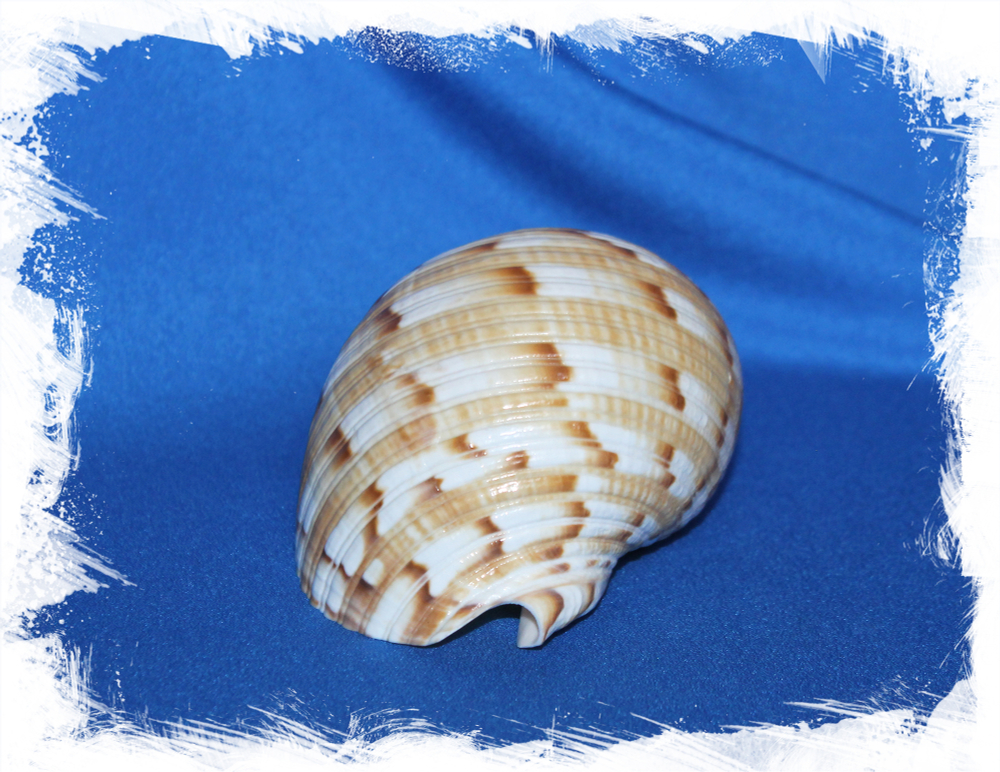 Tonna chinensis, Китайская Тонна