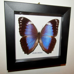 Бабочка Morpho violaceus самец в рамке