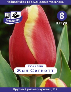 Тюльпан Луковица,Жан Сигнетт  8шт, разбор 11+