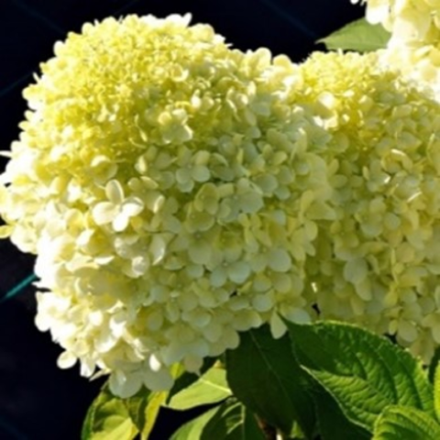 Селекшн «Selection» С2