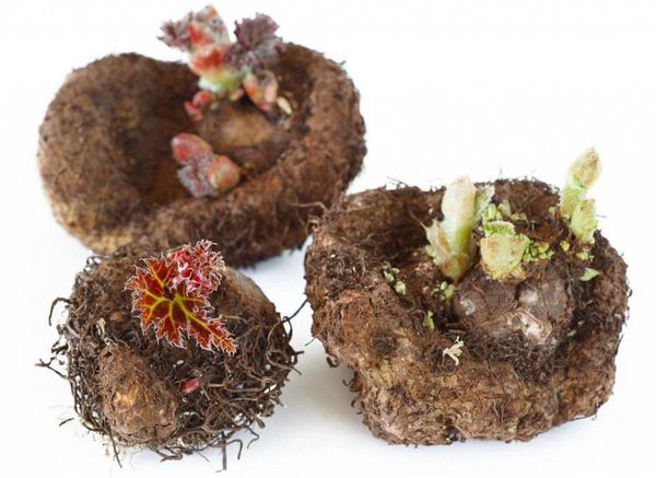 Пробуждаем красоту: как проверить и подготовить клубнелуковицы бегоний и глоксиний к весне Пробуждаем красоту: как проверить и подготовить клубнелуковицы бегоний и глоксиний к весне