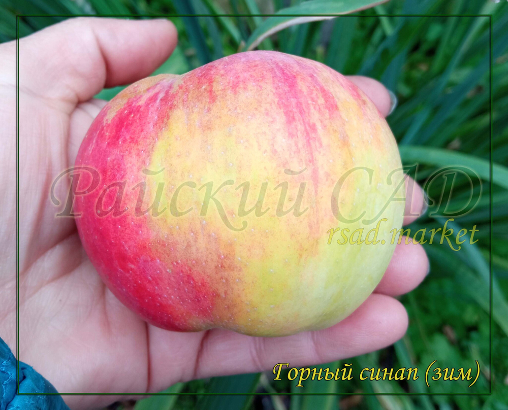 Яблоня Горный Синап