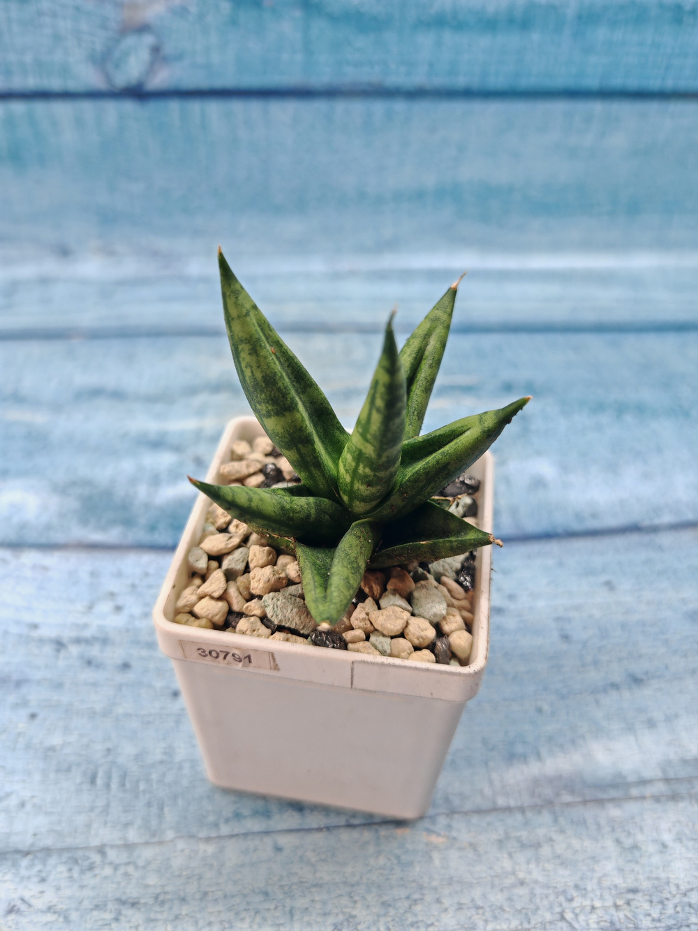 Sansevieria Cylindrica (Сансевиерия)