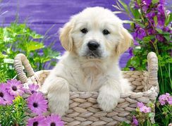 Puzzle Sweet Golden Retriever