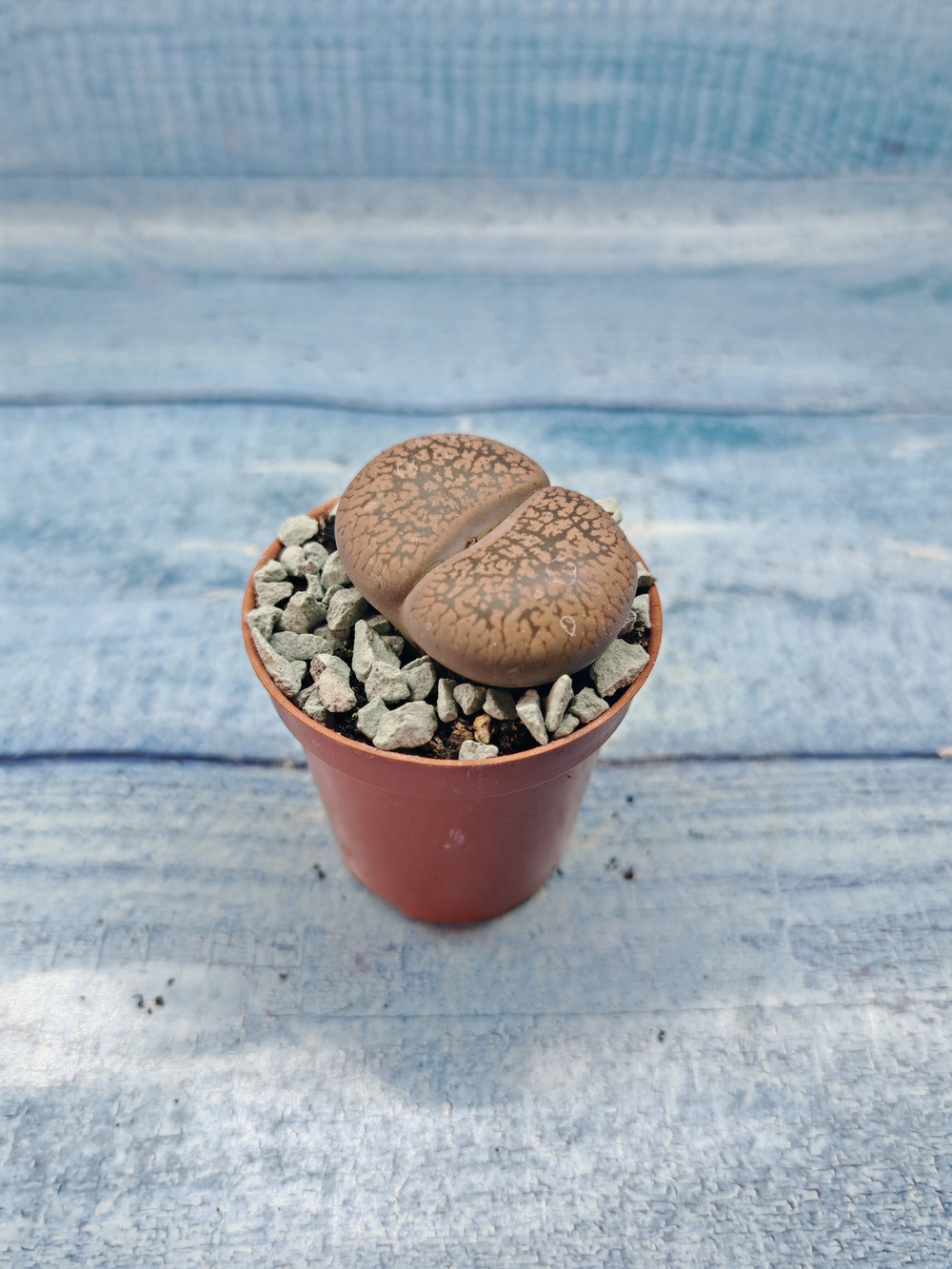 Lithops sp. (Литопсы)