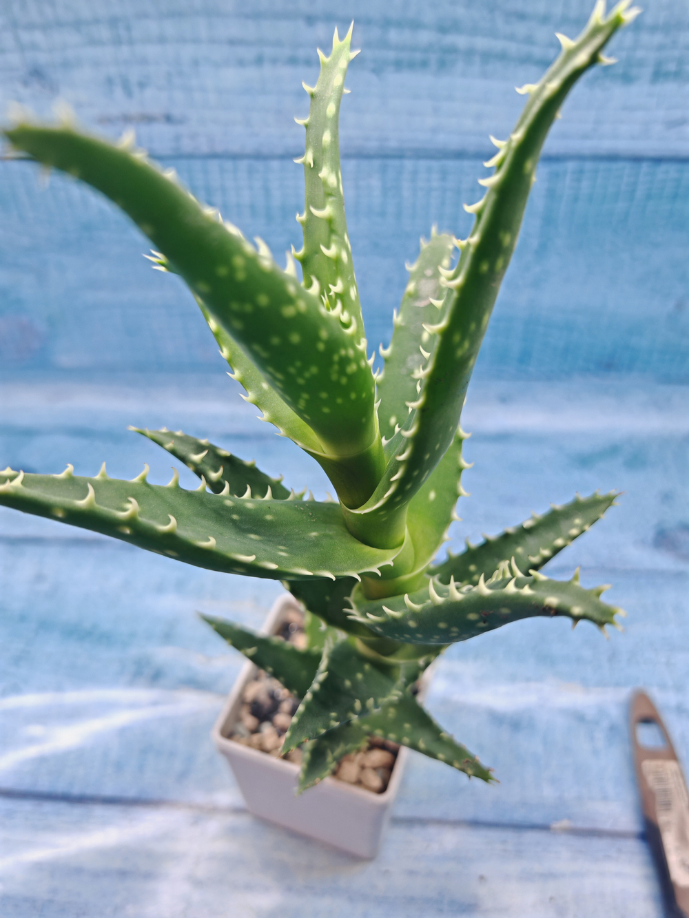 Aloe Arborescens (Алоэ)