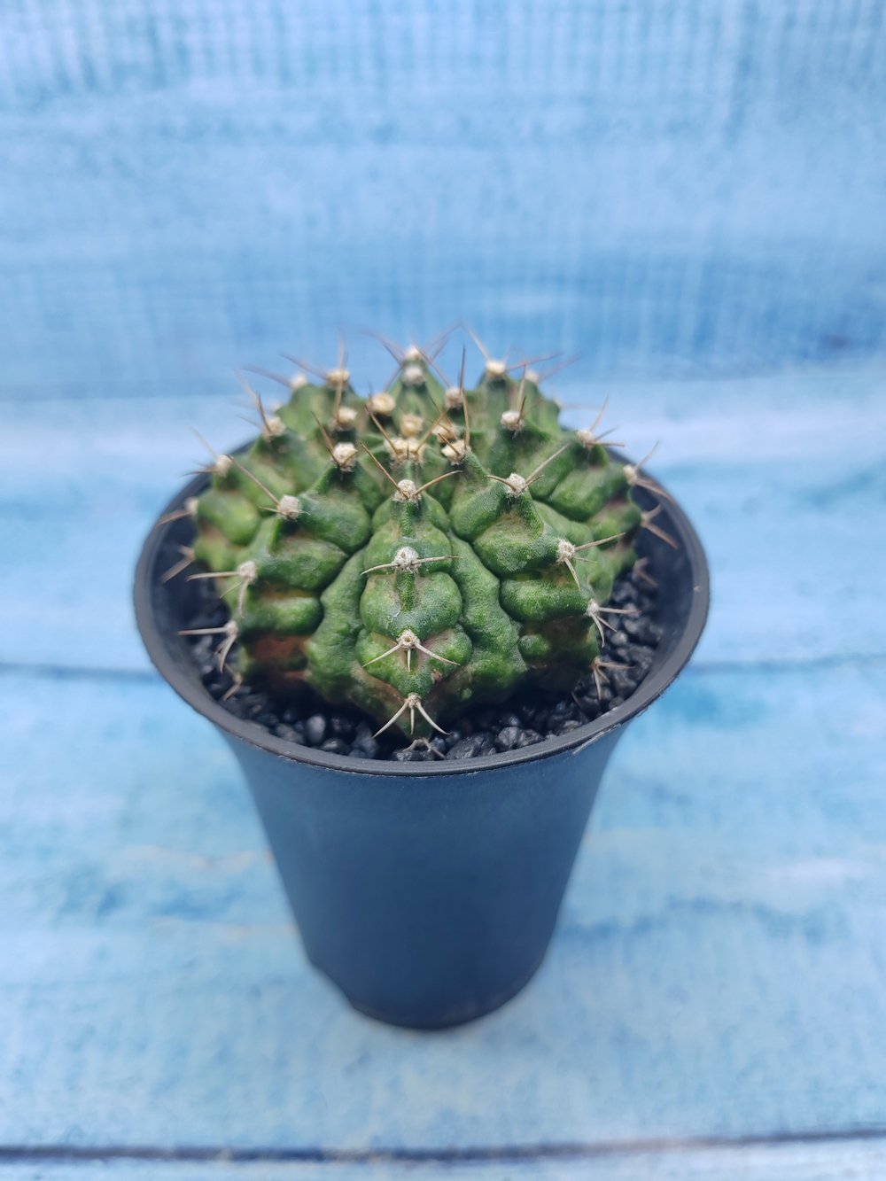 Gymnocalycium T-Rex Pink hybride (Гимнокалициум T-rex)