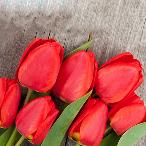 Купить Тюльпаны красные от 9шт