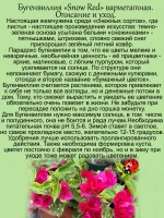 Бугенвилия Сноу Ред денежный цветок