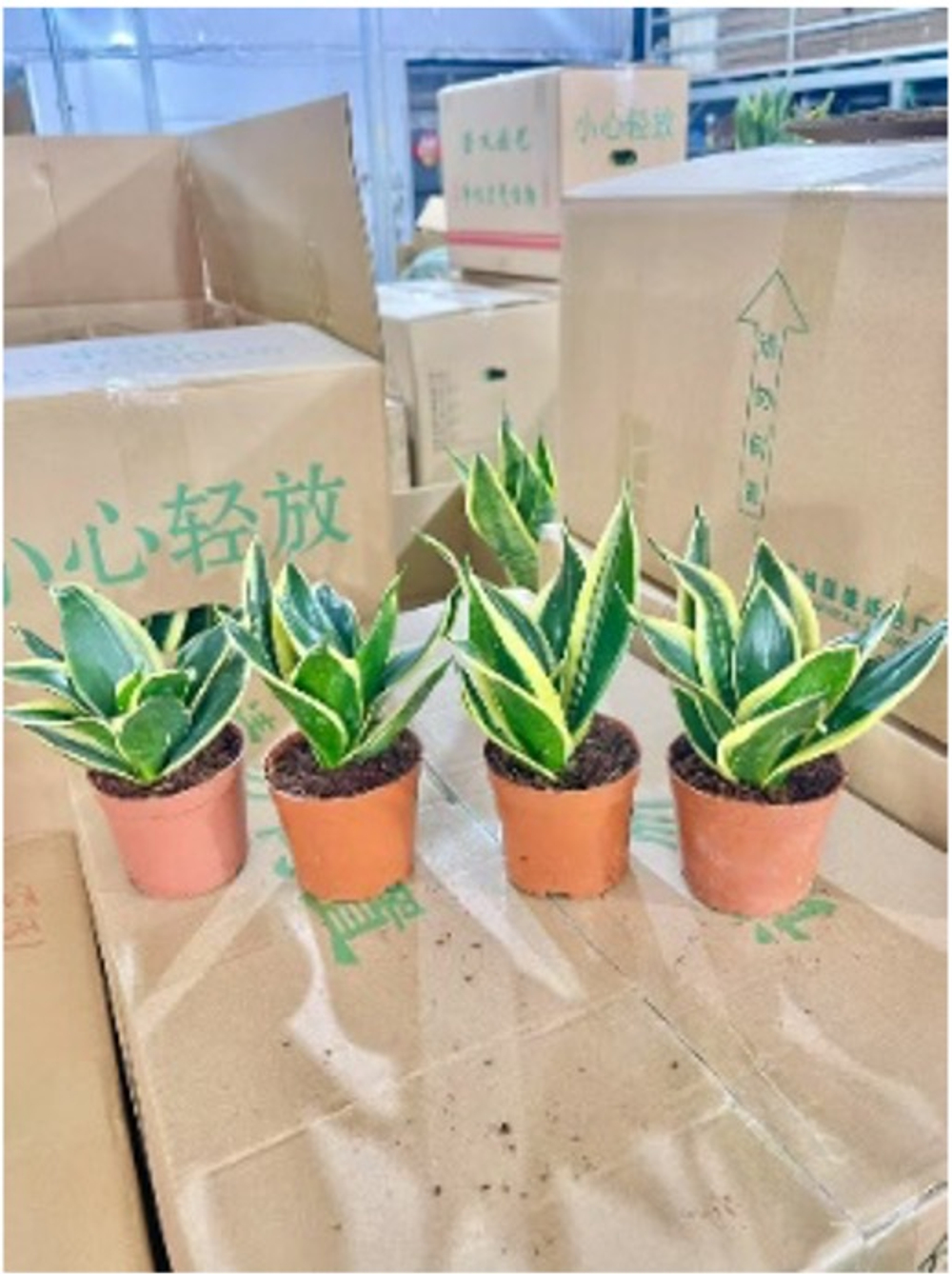 Сансевиерия Single Head Lotus Orc