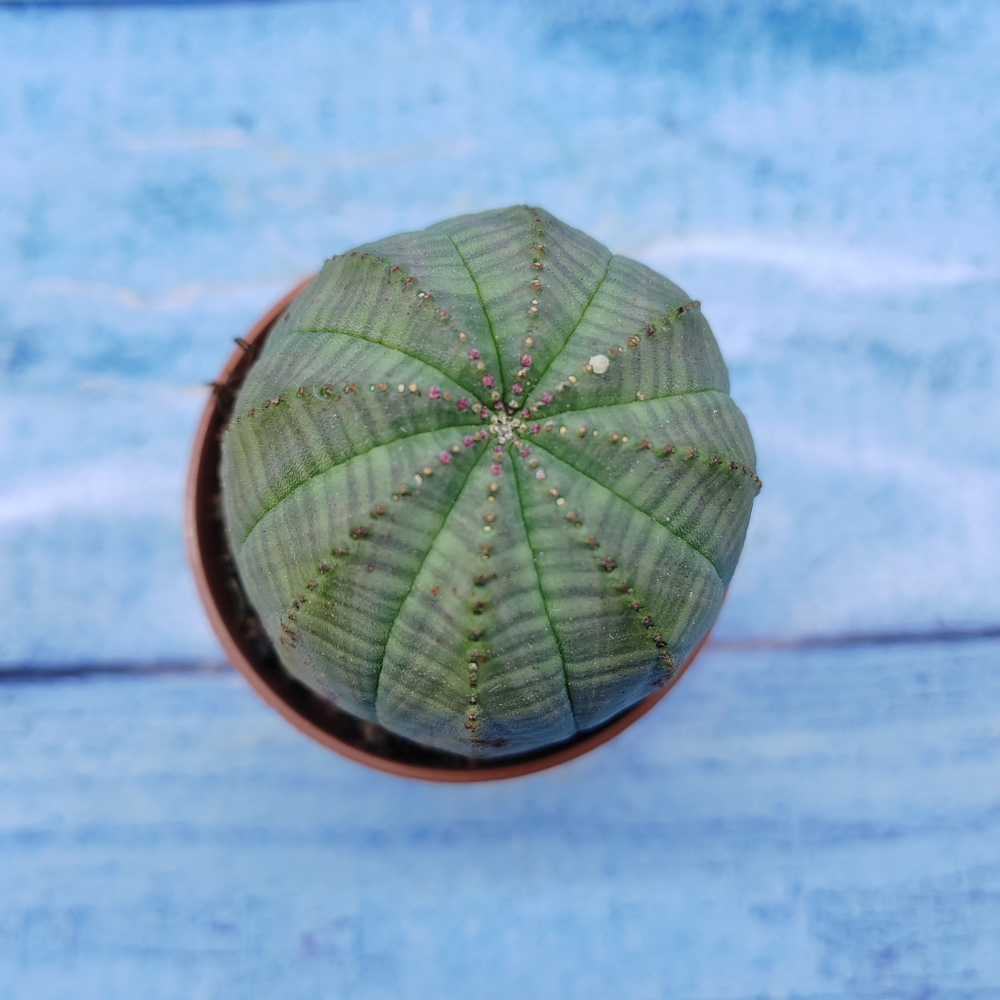 Euphorbia Obesa (Эуфорбия)