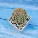 Echinocereus Rigidissimus Rubispinus (Эхиноцереус)