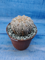Astrophytum Asterias "Super Kabuto" (Астрофитум)