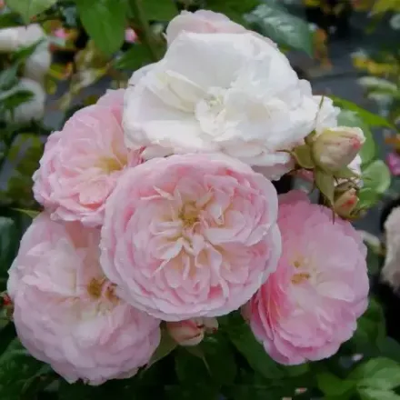 Букет Парфе