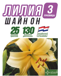 Лилия Луковица, Шайн он, 3 шт