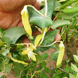 Горох Мангетоут Золотой - Mangetout Golden Peas