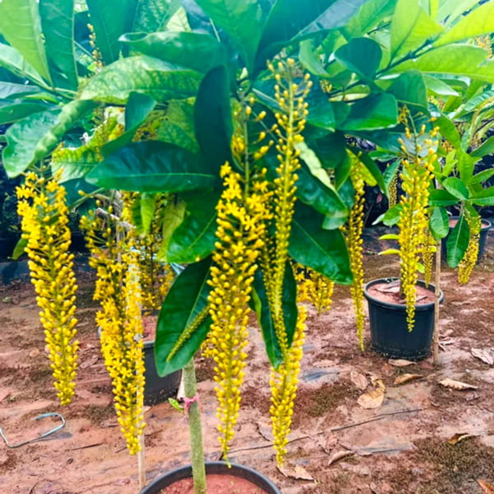 Лофантера лактесценс – Lophanthera lactescens