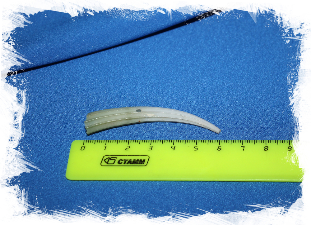 Денталиум элефантинум (Dentalium elephantinum) 6,3 см