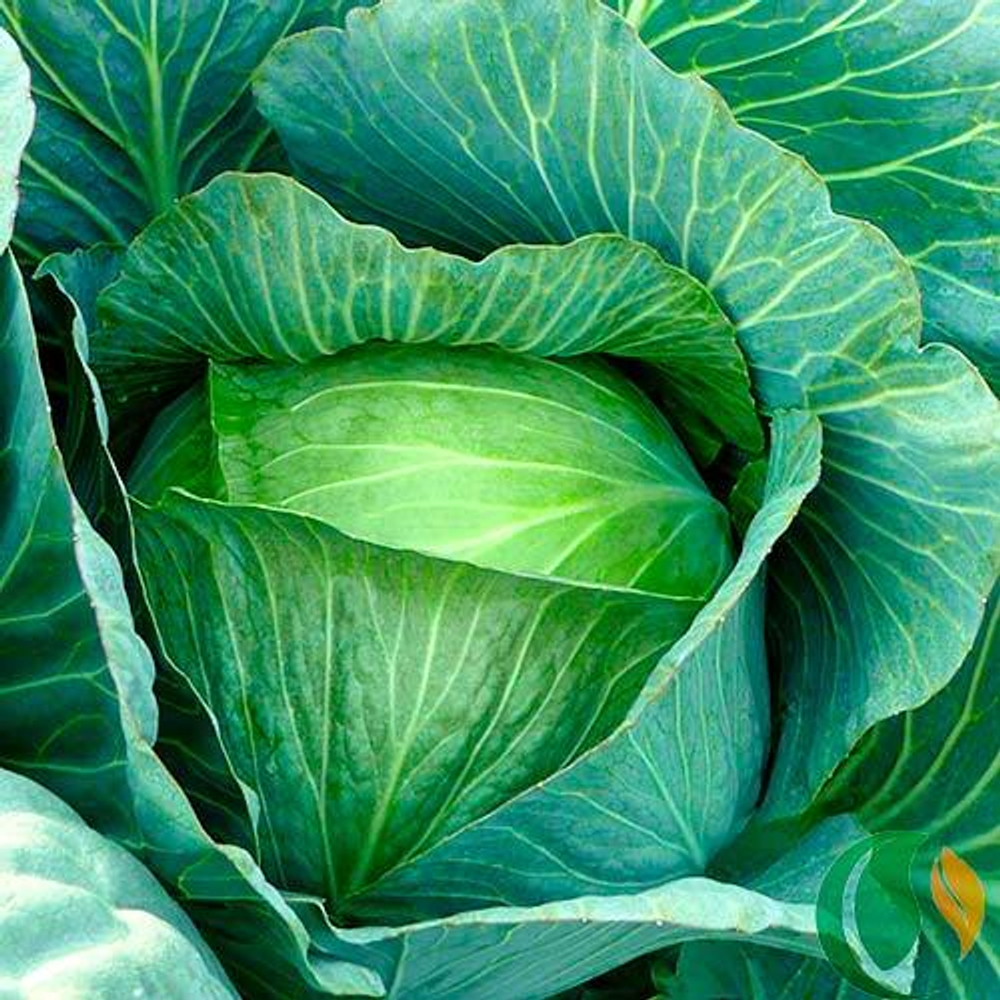 Капуста белокочанная Леннокс F1