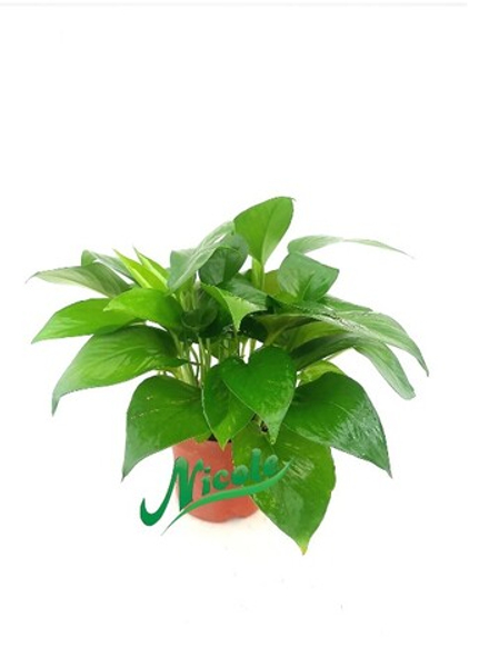 Эпипремнум