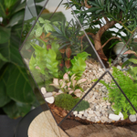 Готовый флорариум бонсай Подокарпус Фаберже