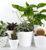 Услуга по пересадке растений