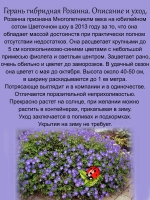 Герань Розанна гибридная голубая
