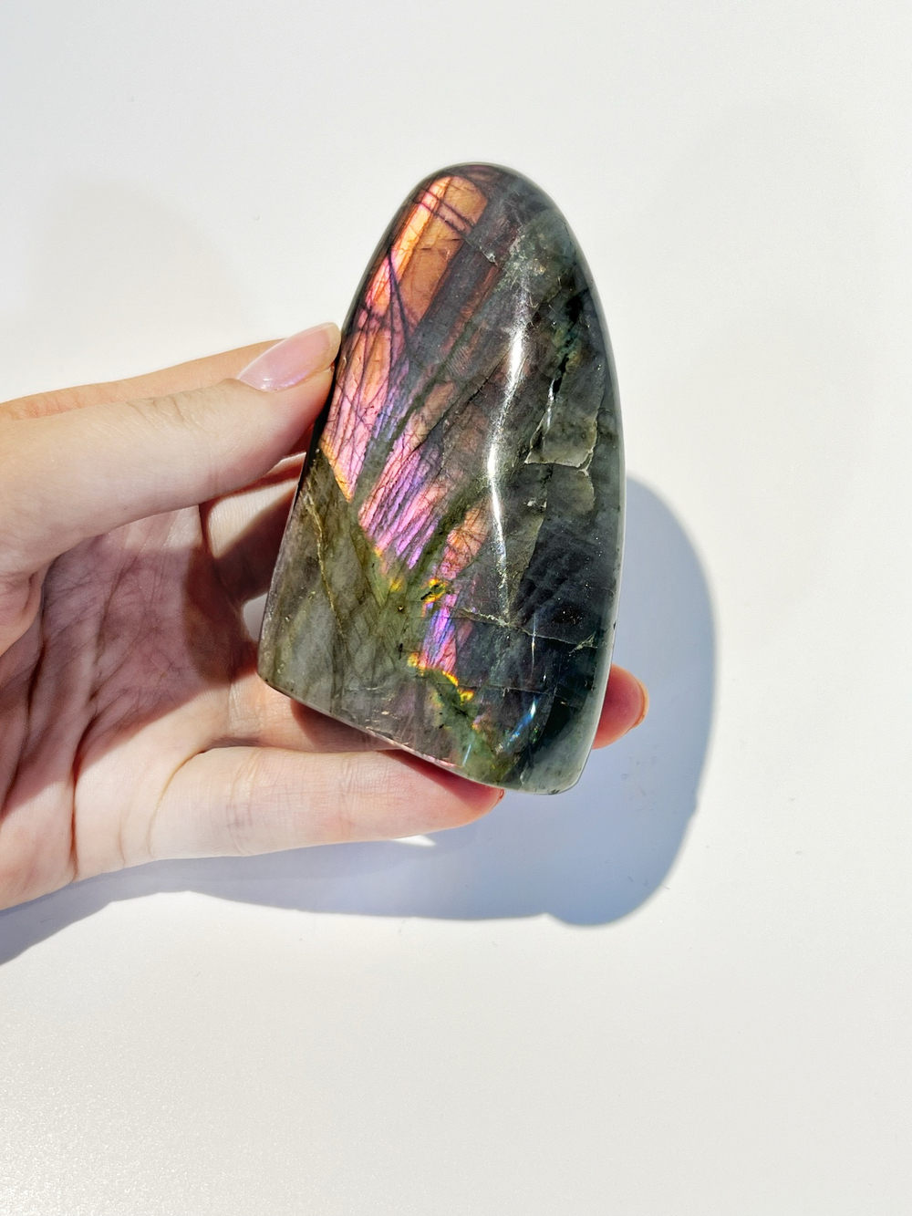 Срез Лабрадора S