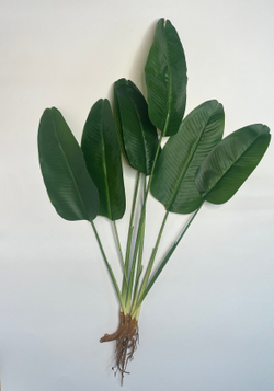 Куст стрелиция