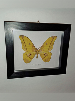 Бабочка Сатурния Nudaurelia petiveri в рамке