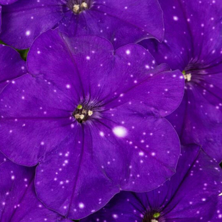 ЕВРО Петуния Constellation Virgo укорененный черенок ОКС февраль 26 Kohen