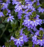 Сцевола Abanico Blue