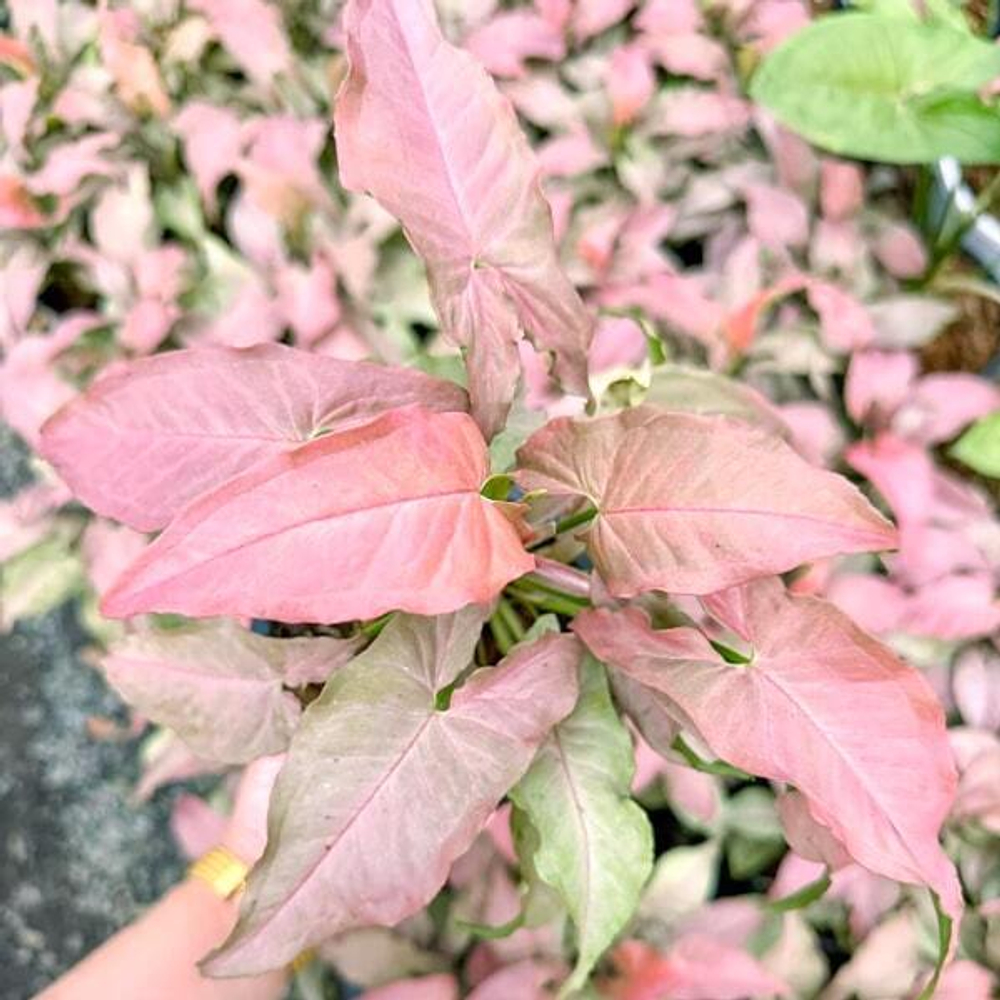 Сингониум PINK SLENDER