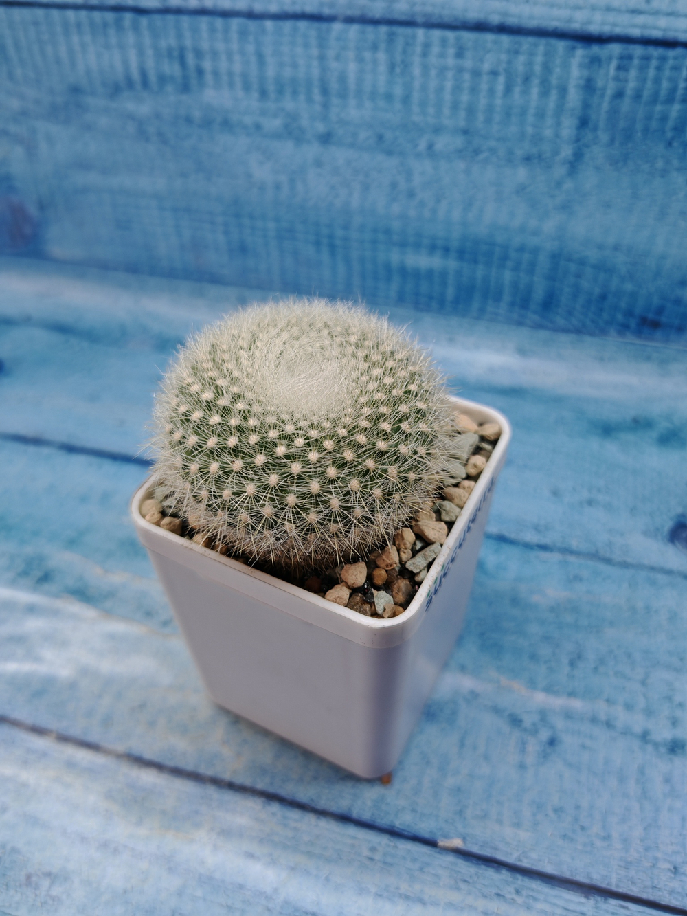 Notocactus Haselbergii (Нотокактус)