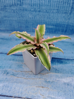 Cryptanthus Bivittatus Pink Starlite (Криптантус)