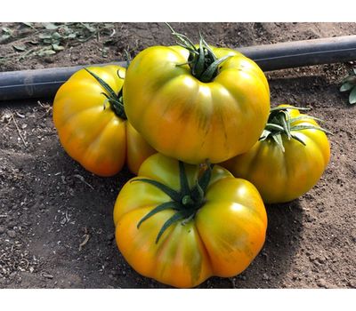 Томат Елоу Кой F1 (чп)