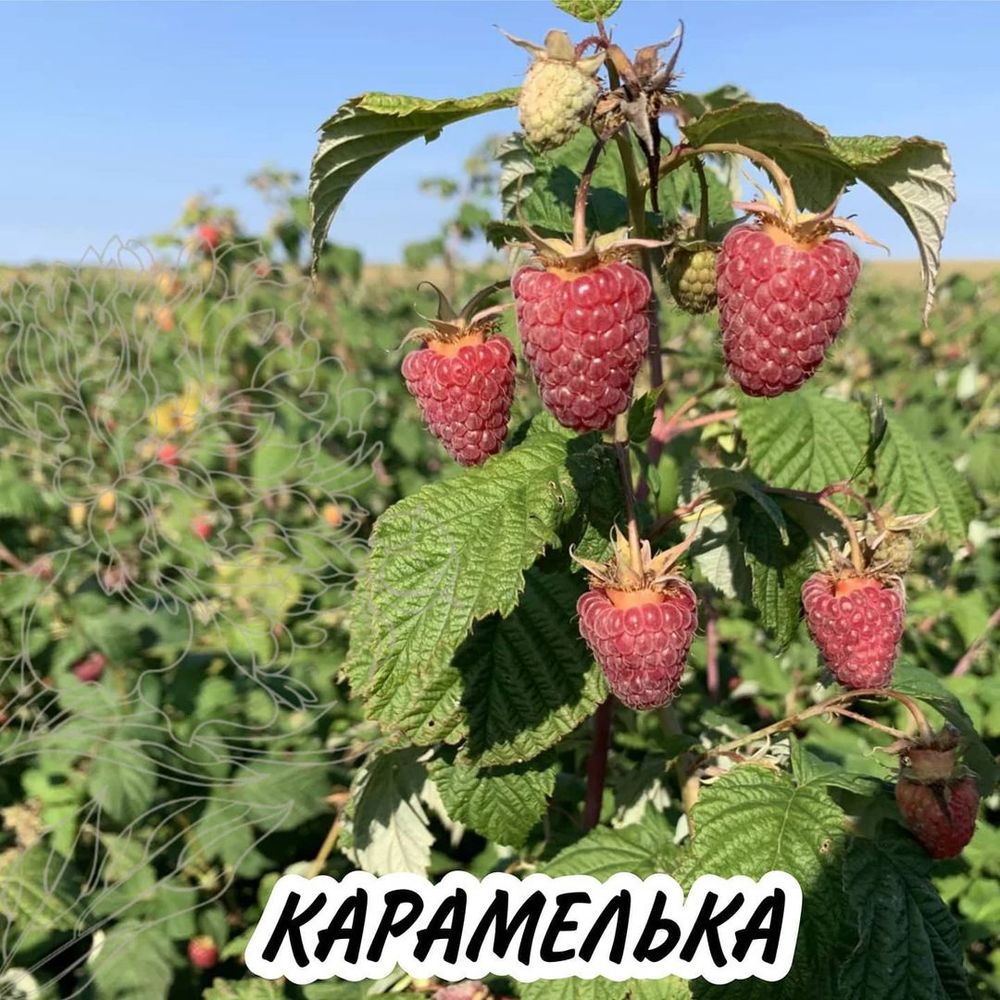 Малина ремонтантная Карамелька