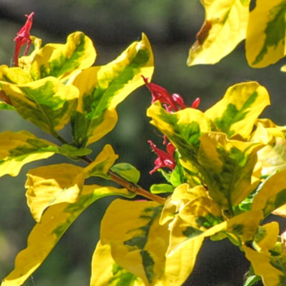 Граптофиллум расписной желтый – Graptophyllum pictum golden