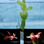 Schlumbergera Thor Vida (Декабрист)
