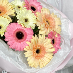 Моно букет из Гербер в нежной упаковке