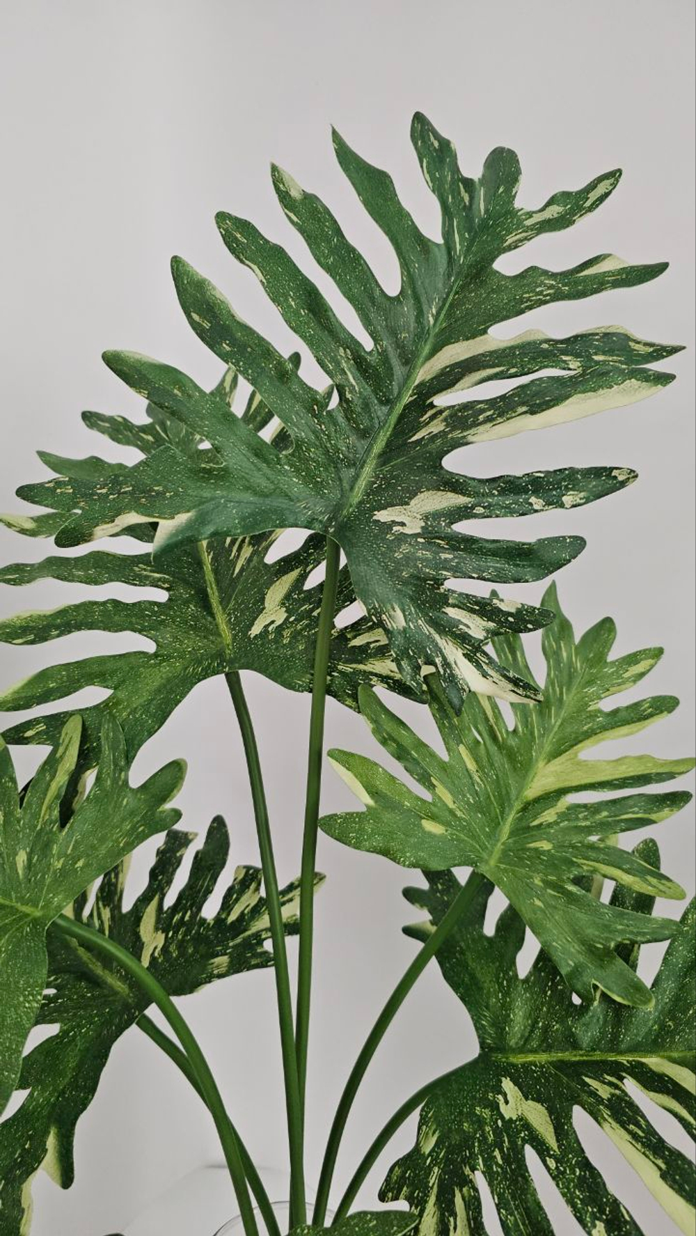 Филодендрон / Арт 6369