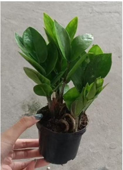 Замиокулькас заостренные листья д. 9