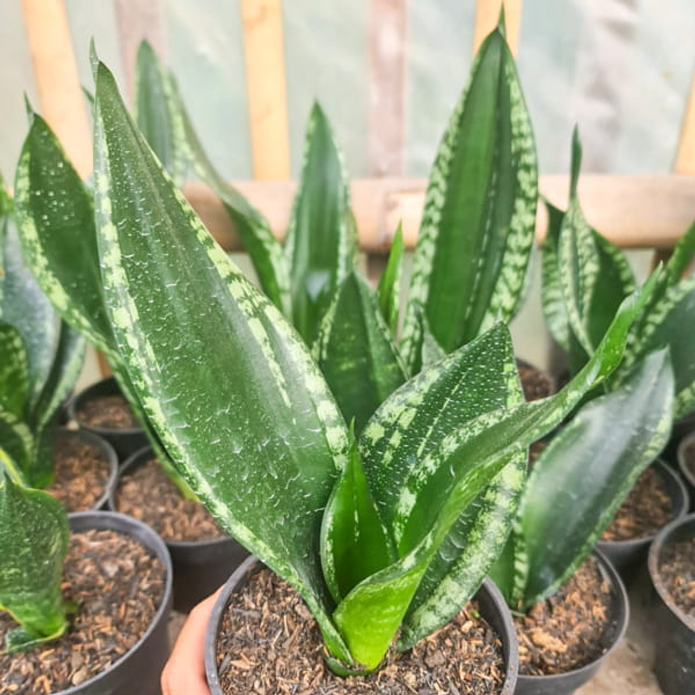 Сансевиерия WHITNEY/SILVER FRAME