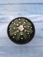Astrophytum Asterias (Астрофитум)