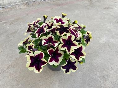 32184 Петуния GO!TUNIA FRENCH KISS  (ВЕСНА 2025)