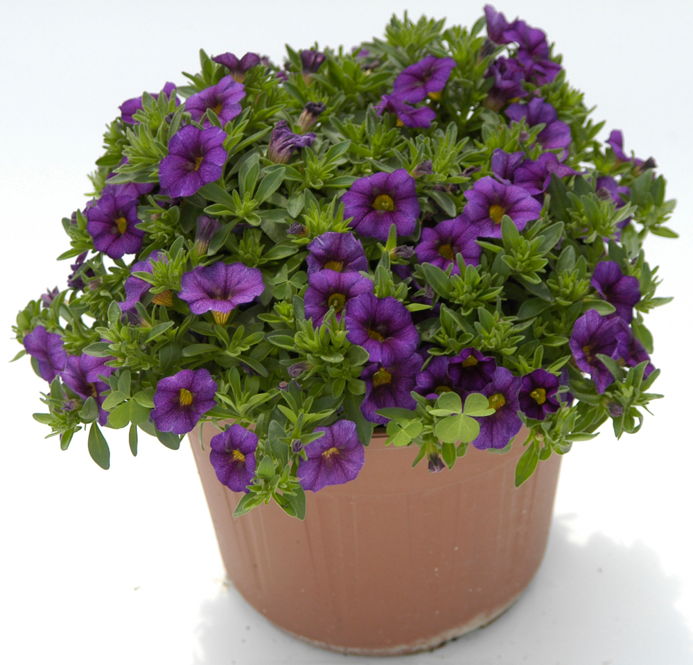 ЕВРО Calibrachoa CALIPETITE Blue неукор черенок конец ноября 2025